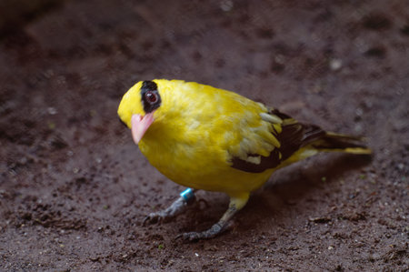 Asian Goldfinch (Carduelis tristis) on ground