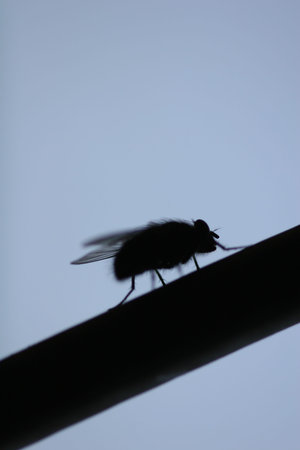 shadowed picture of a fly stands on a stick, on a background of clear skyの写真素材