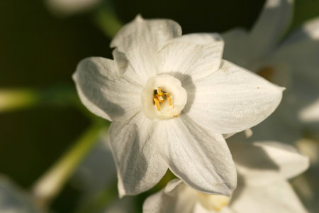 close up of a white flower blossom, wide petal, yellow stamen over green blury backgroundの写真素材