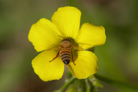 close up of a bee collecting nectar from an yellow flower, rear view