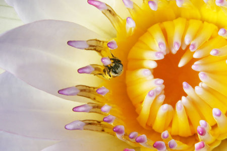 extreme close up of a bee collecting nacter from a white water lily, wide petal, yellow stamen with...