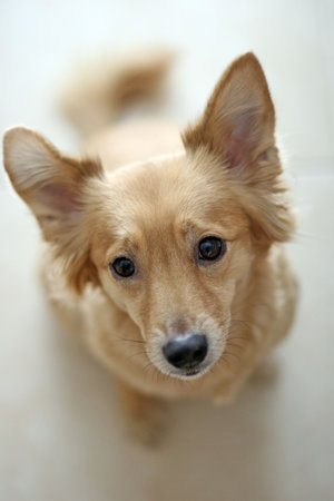 close up of a small dog lifting his head pointing his ears, sad look, over white backgroundの写真素材