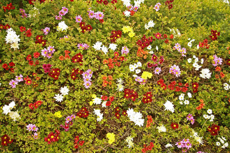 flowers in bloom