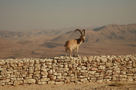 ibex standing on a brick wall in the israeli desertの写真素材