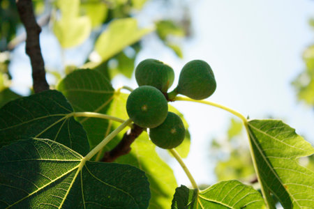 fig treeの写真素材