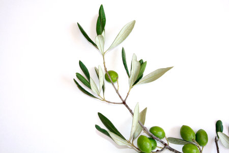 oliveの写真素材