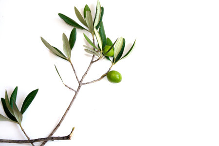 oliveの写真素材