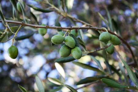 olives on the treeの写真素材
