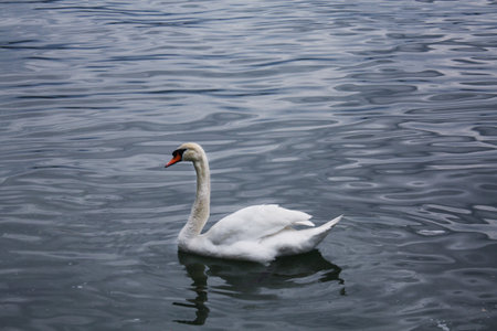 White swan in the lake Luzern Switzerlandの写真素材