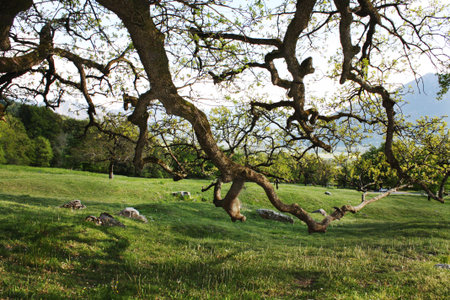 oak in the fieldの写真素材