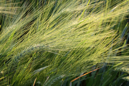 wheat field closeup photoの写真素材