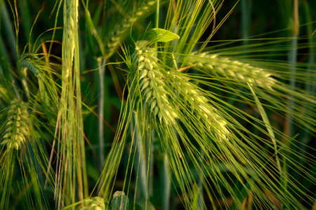 wheat field closeup photoの写真素材