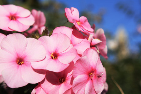 flowers phlox
