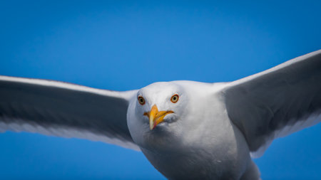 Seagull portrait in the air.のeditorial素材