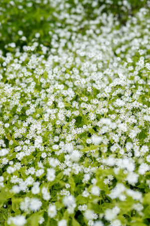 White summer flowers in the natureの写真素材