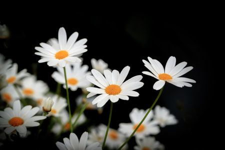 FOSNAVAAG, NORWAY - 2018 July. Beautiful white flowers.のeditorial素材