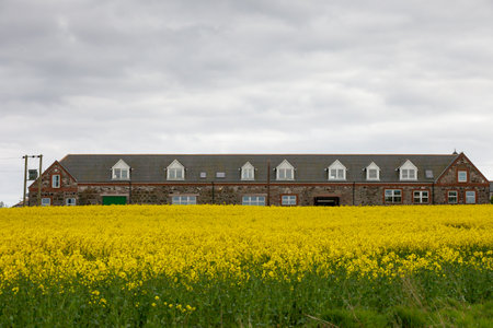 MONTROSE SCOTLAND - 2015 MAY 13. Yellow Rapeseed field with big old stone farm building in the background.のeditorial素材