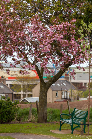 MONTROSE SCOTLAND - 2015 MAY 13. Beautiful tree with pink flowers beside the bench in the park.の写真素材