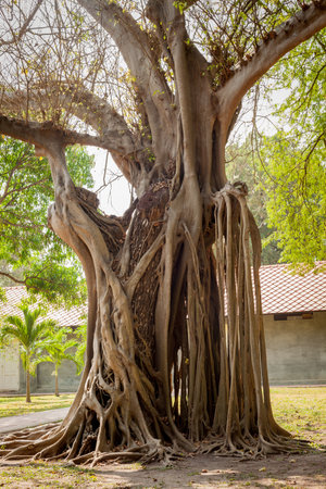 HUA HIN, THAILAND - 2015 February. Old tree at Maruekhathaiyawan Palace near Hua Hin beach.のeditorial素材