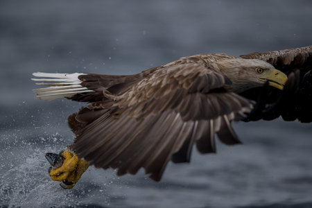 REKDAL, NORWAY - 2019 April. Whitetaile Eagle catching fish