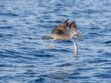 REKDAL, NORWAY - 2019 April. Seagull is missing the fish.の写真素材