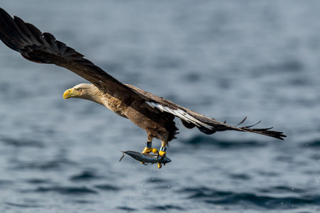 REKDAL, NORWAY - 2019 April. Whitetaile Eagle catching fish.