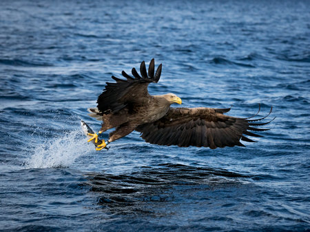 REKDAL, NORWAY - 2019 April. Whitetaile Eagle with super great catch.