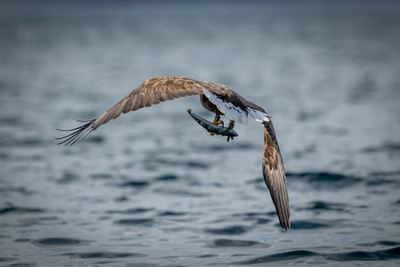 REKDAL, NORWAY - 2019 April. Whitetaile Eagle flying with the fish.の写真素材