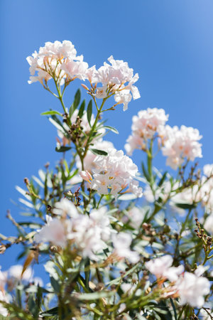 ROME, ITALY - 2014 AUGUST 18. White flowers with blue sky.