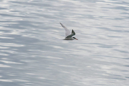 Adult common tern in flight on sea background
