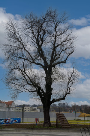 GDANSK, POLAND - 2020 JANUARY 19. Big tree without leafs with blue sky in the background.のeditorial素材