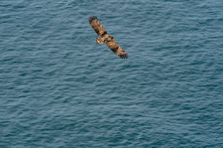 RUNDE, NORWAY - 2020 APRIL 18. White tailed eagle, Haliaeetus albicilla, flying above the sea.