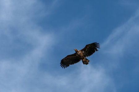 White tailed eagle, Haliaeetus albicilla, flying above the sea.の写真素材