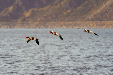 Common shelduck (Tadorna tadorna) in flight.の写真素材