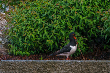 VALLDAL, NORWAY - 2020 JUNE 10. Eurasian oystercatcher, Haematopus ostralegus, with big worm.の写真素材
