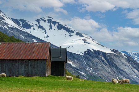 VALLDAL, NORWAY - 2020 JUNE 09. Sheeps and lambs at the cottage, with mountain with ice in the background.のeditorial素材
