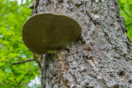 VALLDAL, NORWAY - 2020 JUNE 06. Shelf fungus (Fomes fomentarius). Bracket fungus. Fomes fomentarius...