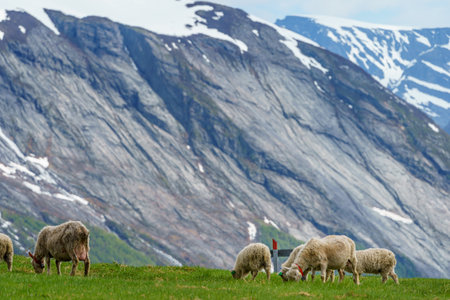 VALLDAL, NORWAY - 2020 JUNE 09. Sheeps and lambs at the cottage, with blurred mountain with ice in the background.の写真素材