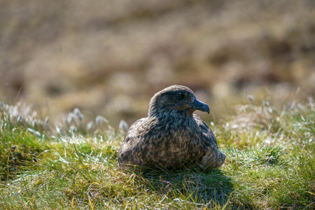 Close portrait of the Great Skua (Catharacta skua)の写真素材