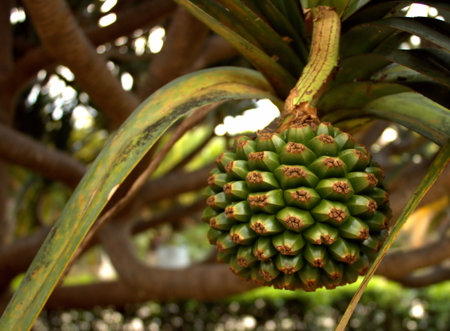 Plant in the park of La Marquesa de Arucas