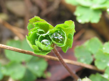 Early dew