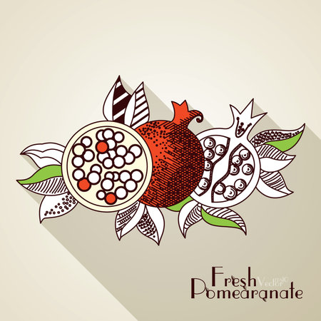 Hand drawing pomegranateのイラスト素材