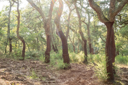 Forest with cork oak trees and natural vegetation in the sun. Concept of biodiversity, sustainability, and the beauty of untouched nature.の写真素材