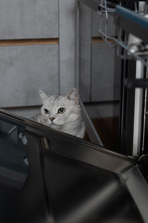Curious Scottish Straight cat standing next to the dishwasher in the kitchen, copy space. Concept of playful curiosity, domestic life, and the bond between pets and their surroundingsの写真素材
