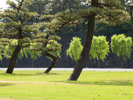 Central city park in Tokyo.の写真素材