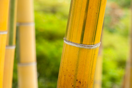 Bamboo tree.の写真素材