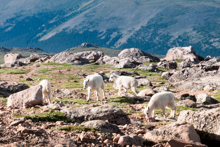 A herd of mountian goats in the Colorado Rockies.の写真素材