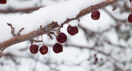Red berries in snow.の写真素材