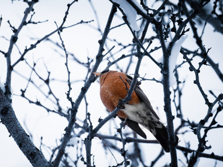 A robin in a snow tree.の写真素材
