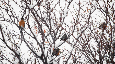 Birds in a snow tree.の写真素材